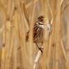 Strnad rakosni - Emberiza schoeniclus - Reed Bunting o4678